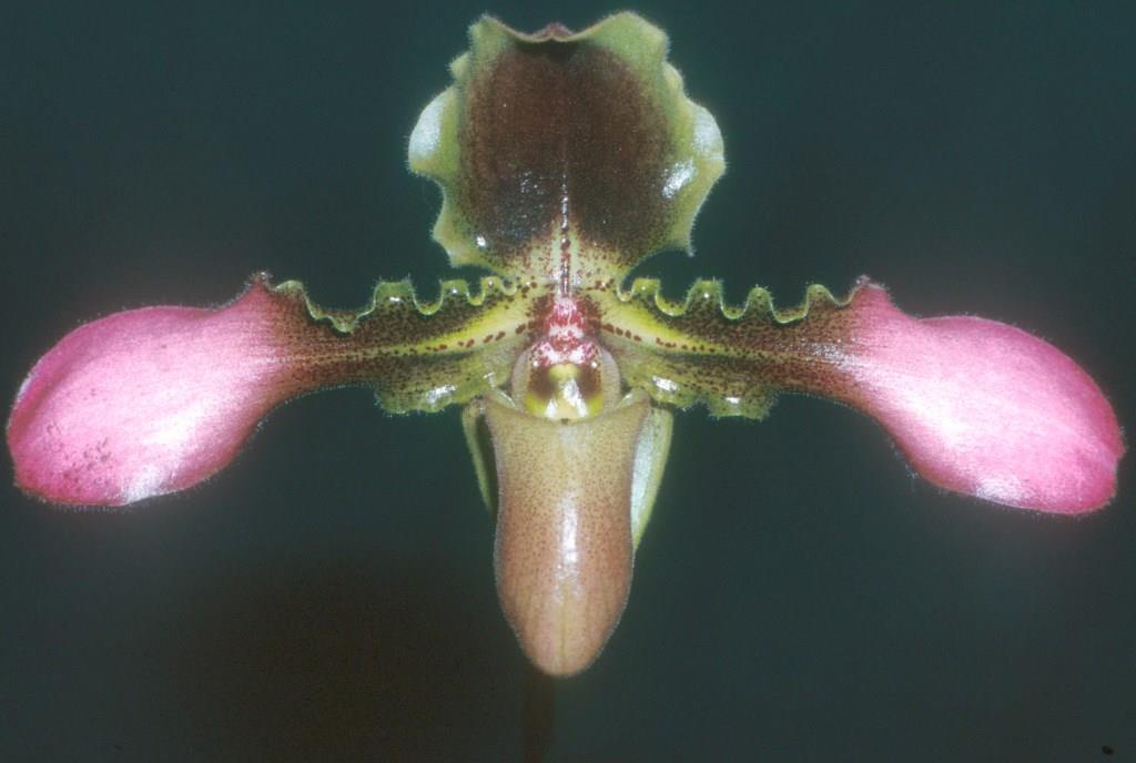 Paphiopedilum hirsutissimum - AM/AOC
