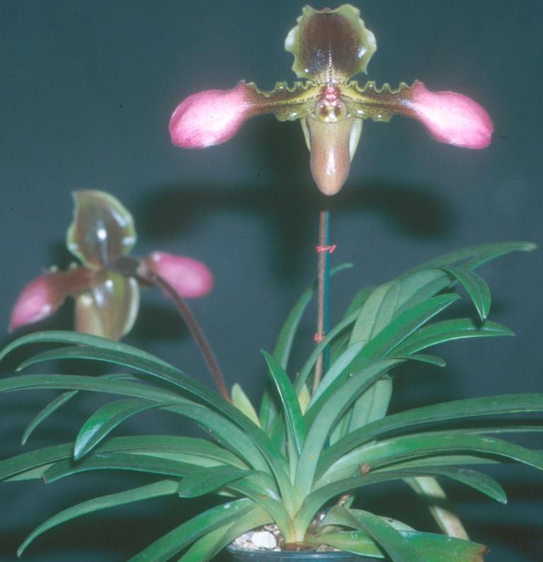 Paphiopedilum hirsutissimum - photo 2