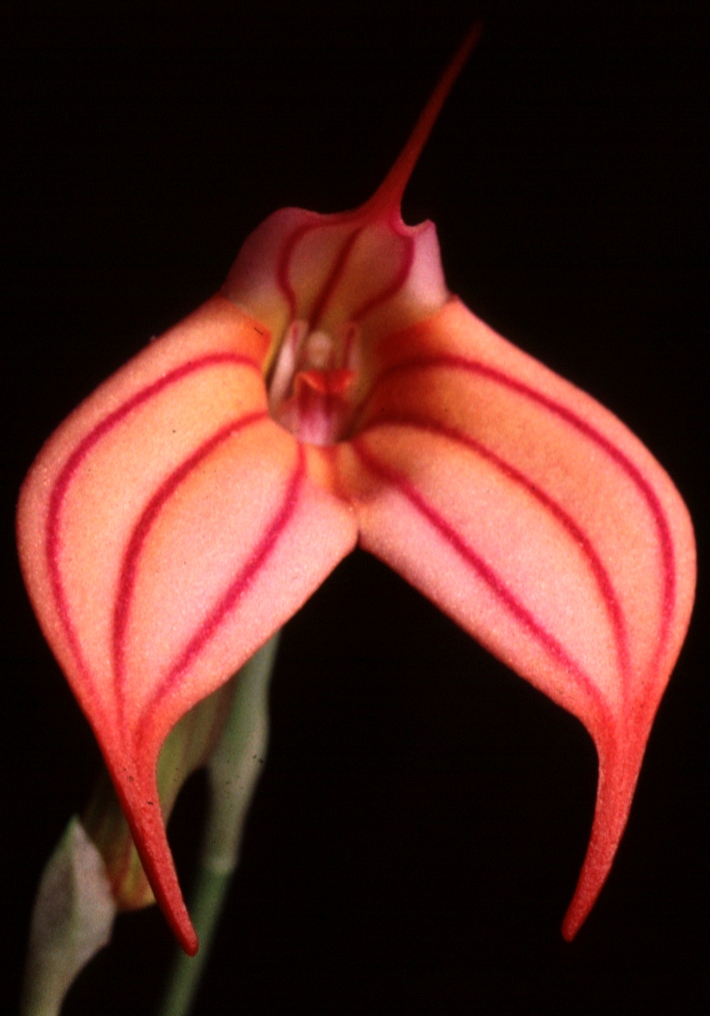 Masdevallia Reggae - HCC/AOC