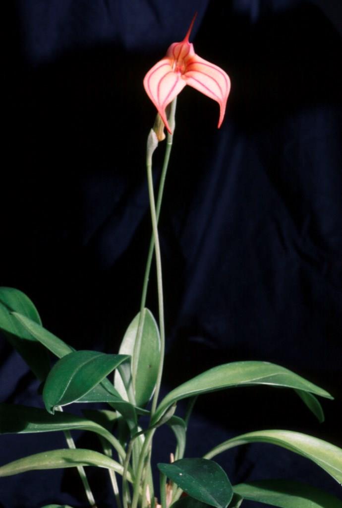 Masdevallia Reggae - photo 2