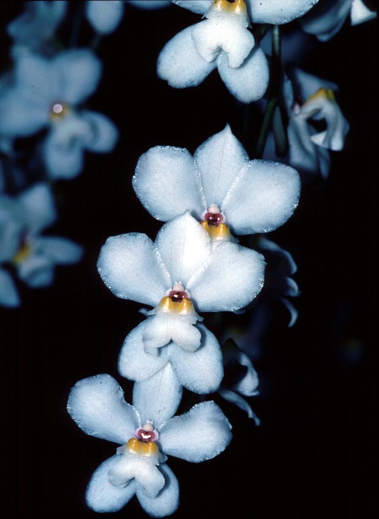 Cuitlauzina pulchella