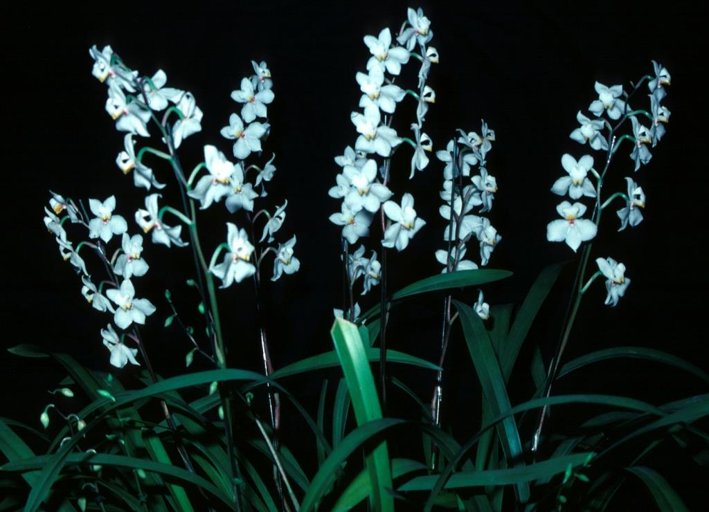 Cuitlauzina pulchella - photo 2