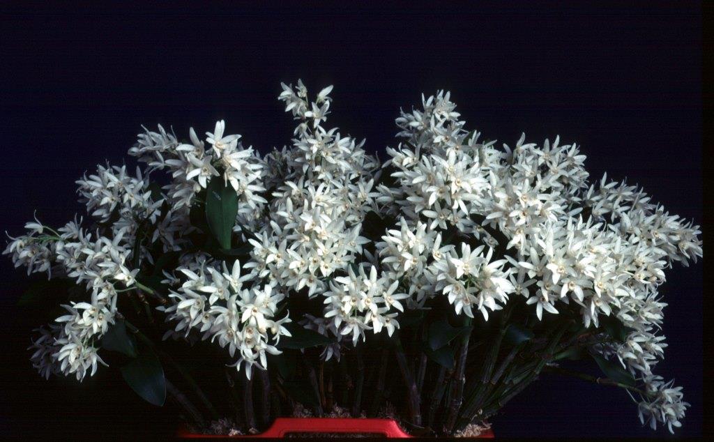 Dendrobium falcorostrum