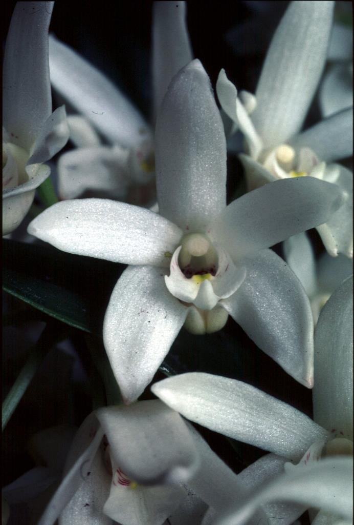 Dendrobium falcorostrum - photo 2