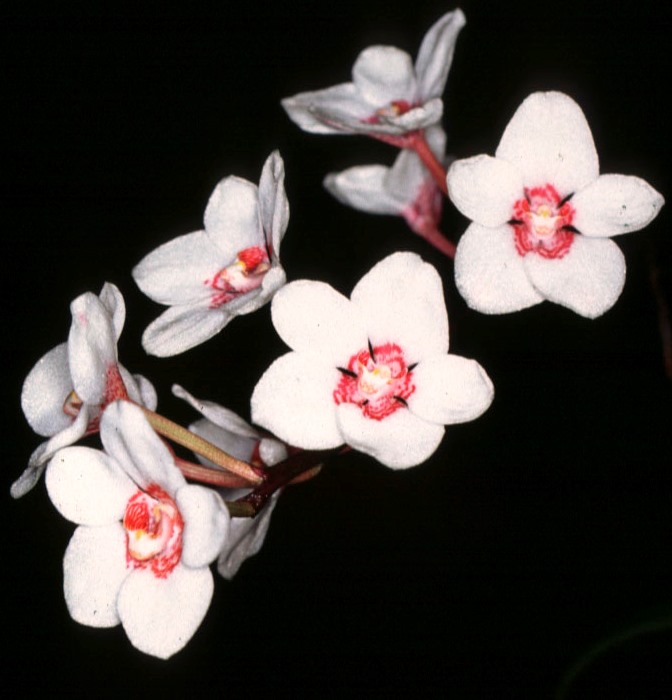 Sarcochilus Melba - photo 2