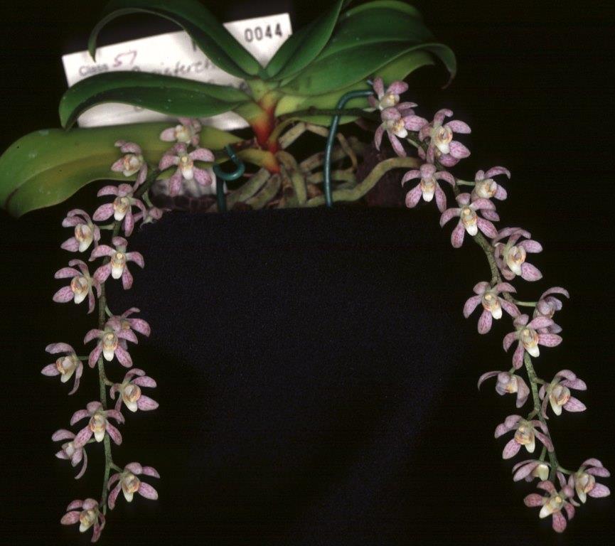 Peristerchilus Olive Grace - photo 2