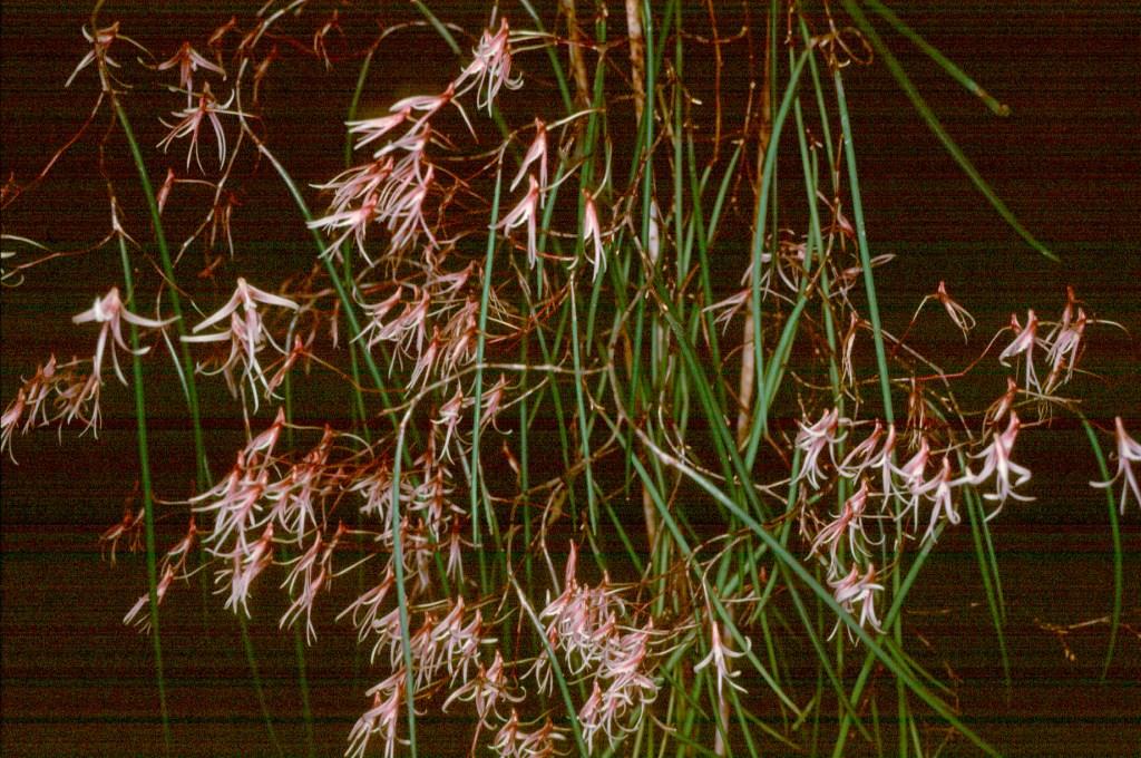 Dendrobium Fay Moore - photo 2