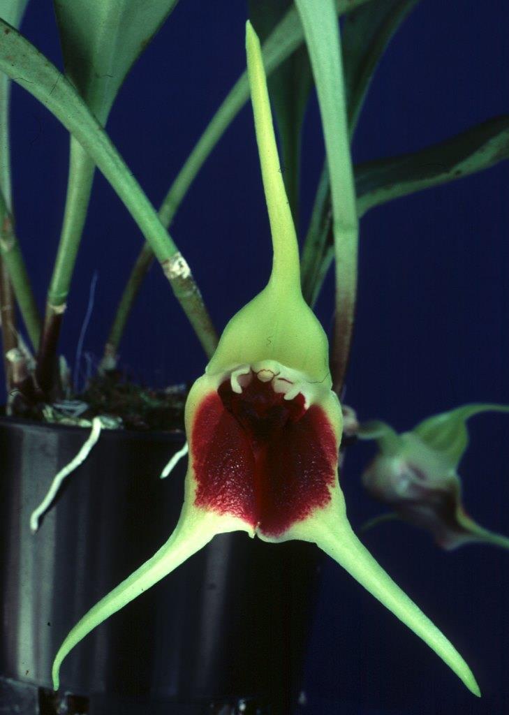 Masdevallia elephanticeps 'Pippa's Folly'