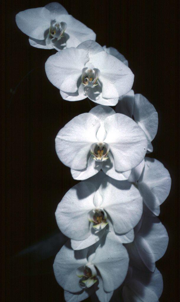 Phalaenopsis White Horizon - photo 2