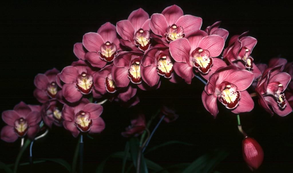 Cymbidium Surman's Rose - photo 2