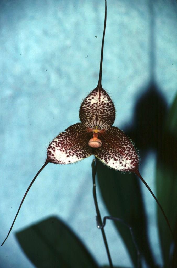 Dracula gorgona - HCC/AOC