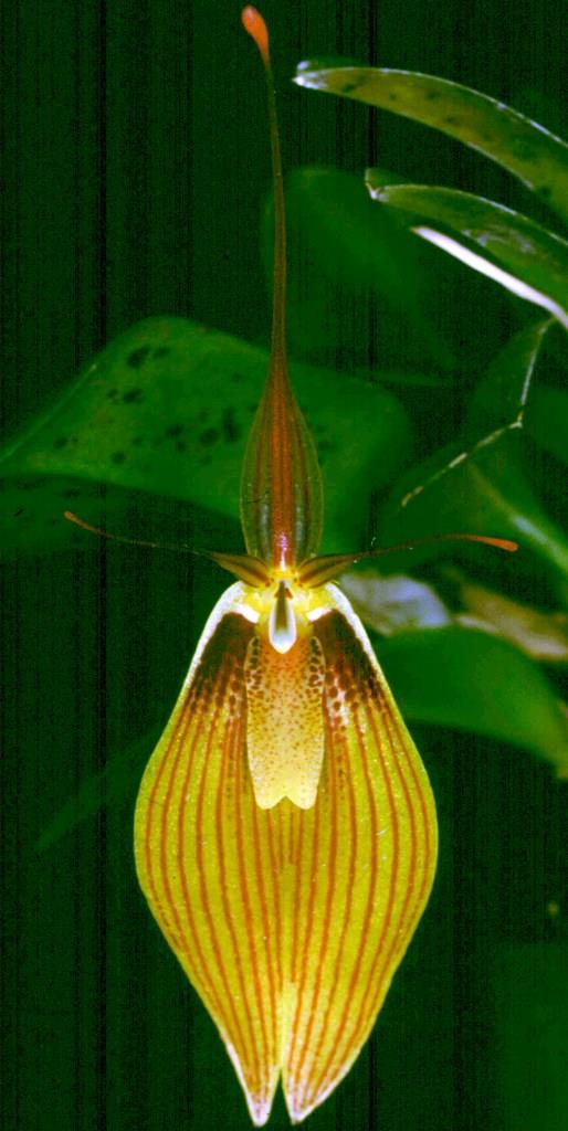 Restrepia antennifera - HCC/AOC