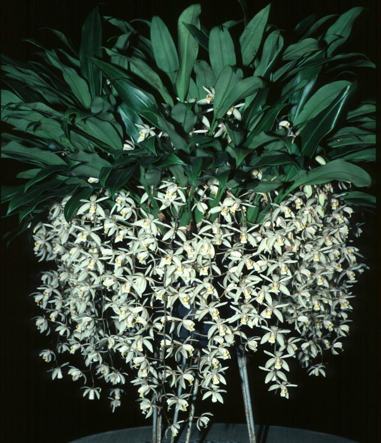Coelogyne flaccida - ACC/AOC
