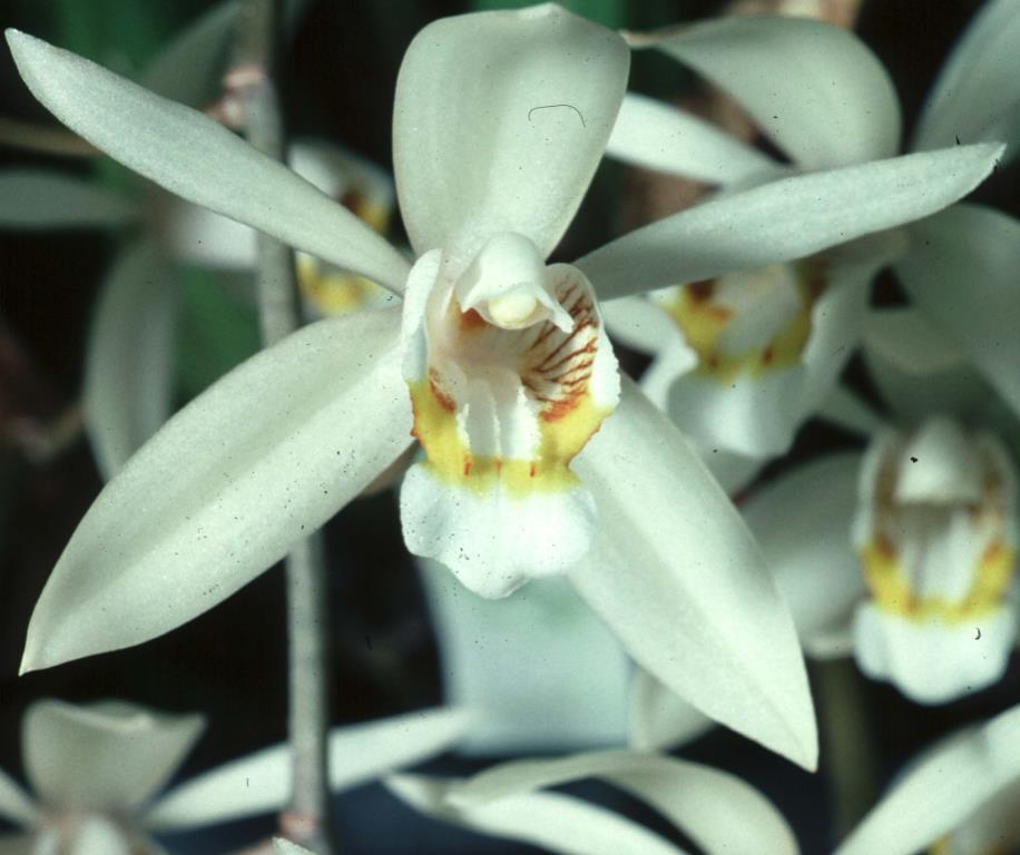 Coelogyne flaccida - photo 2