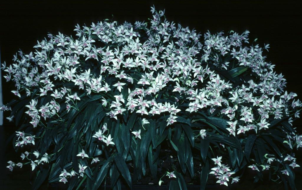 Dendrobium kingianum var. pulcherrimum - ACC/AOC