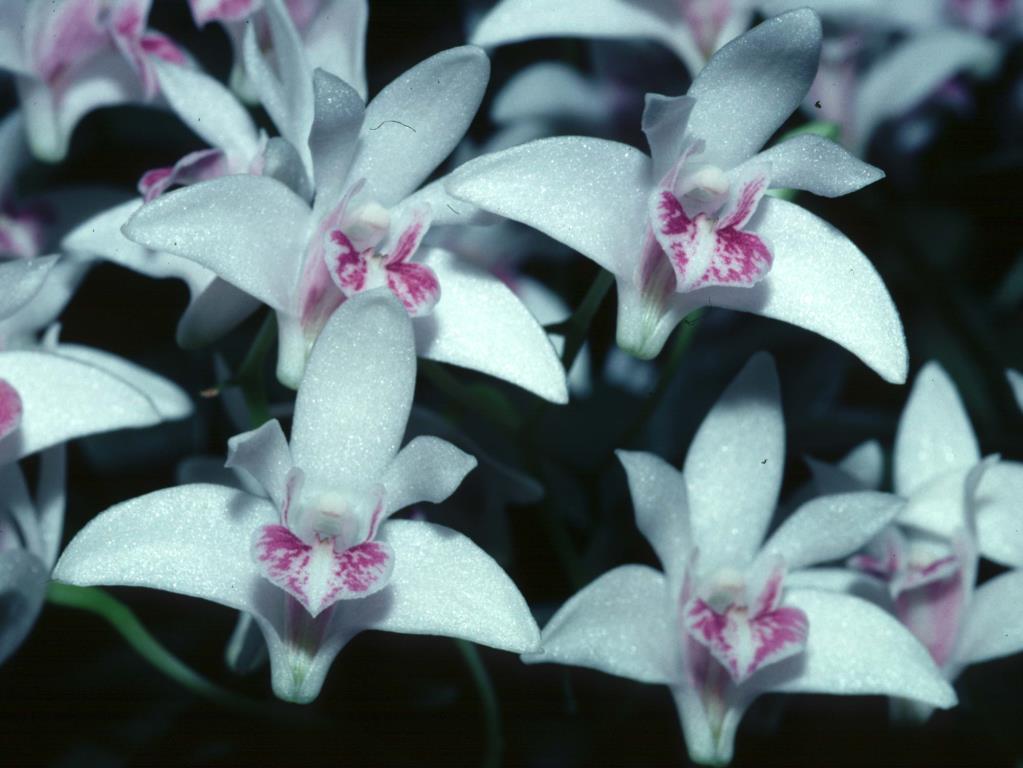 Dendrobium kingianum var. pulcherrimum - photo 2