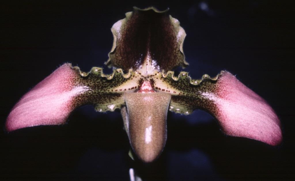 Paphiopedilum hirsutissimum