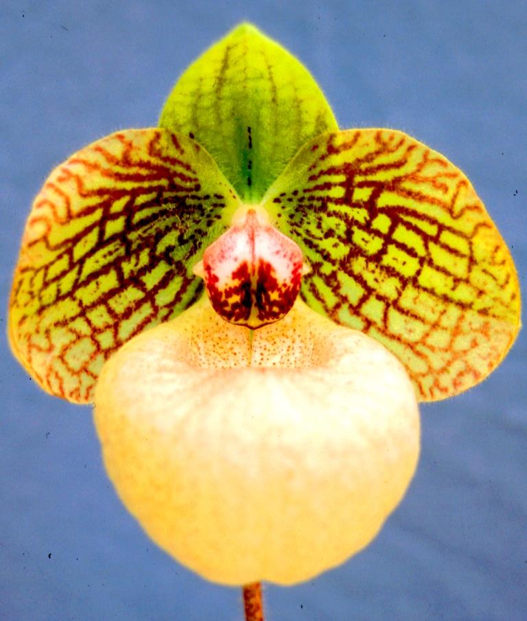 Paph Fanaticum