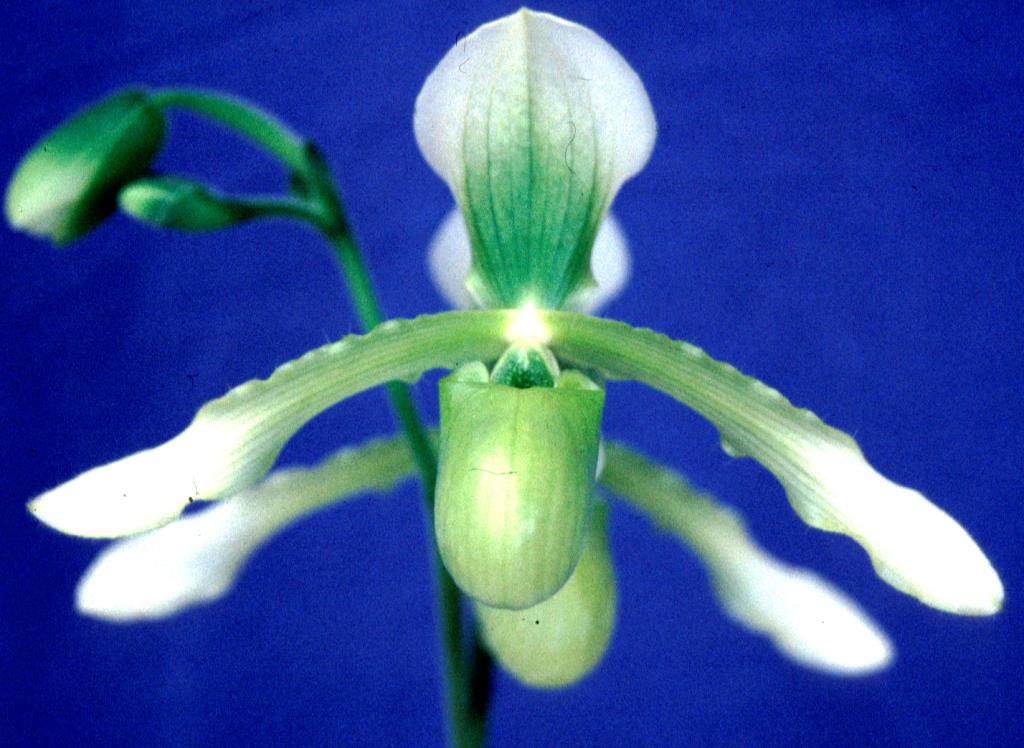 Paph Henrietta Fujiwara