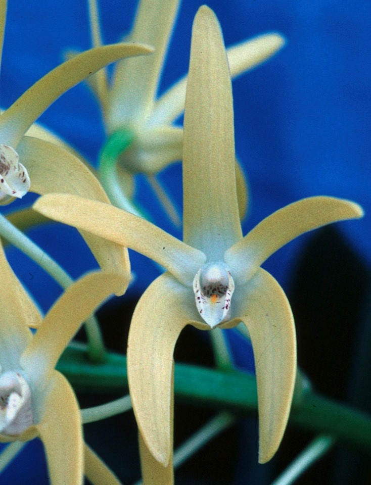 Dendrobium speciosum