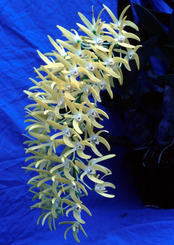 Dendrobium speciosum var. boreale - photo 2