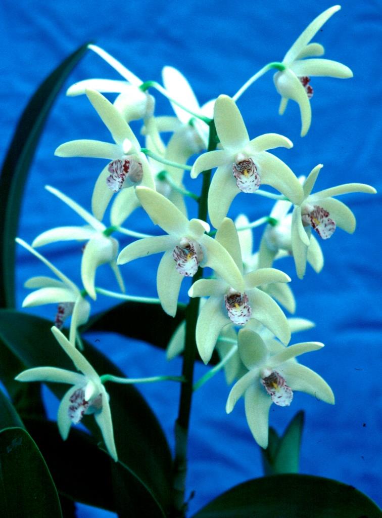 Dendrobium Kayla - photo 2