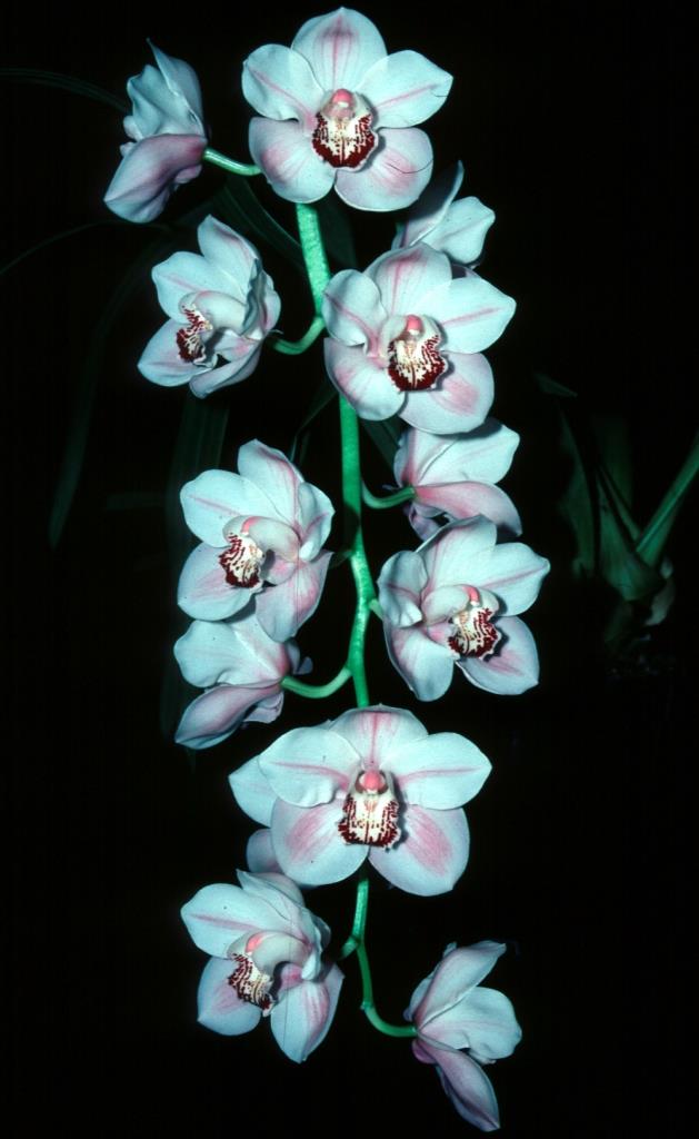 Cymbidium Choc Valley - photo 2