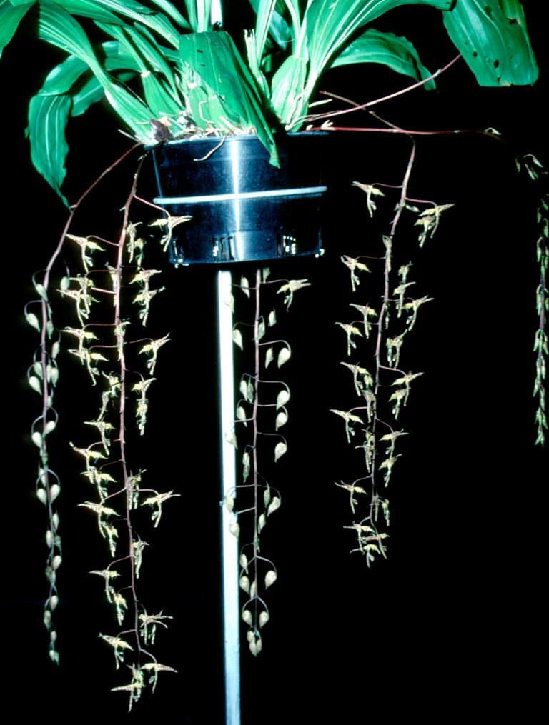 Gongora grossa - photo 2