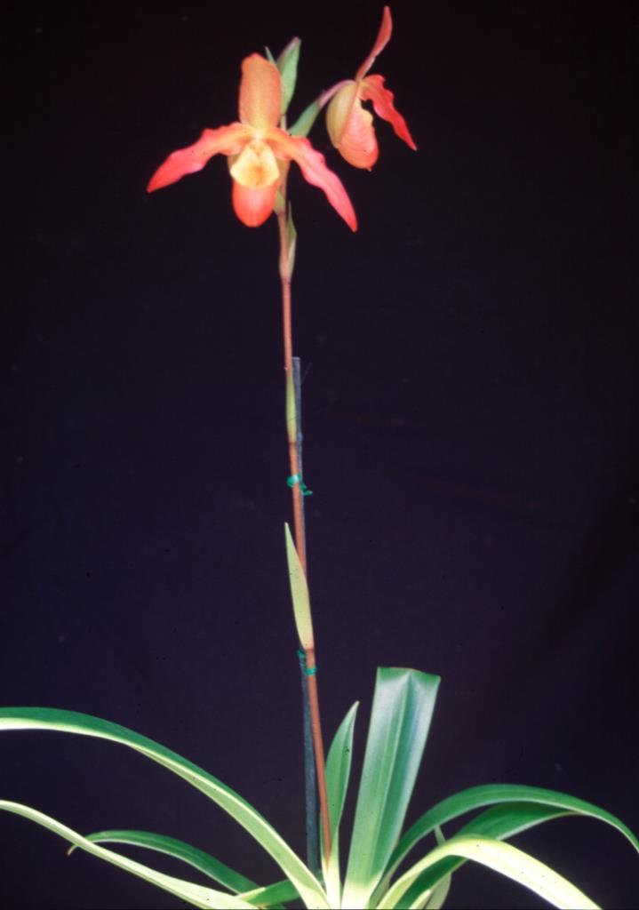 Phragmipedium Living Fire - photo 2