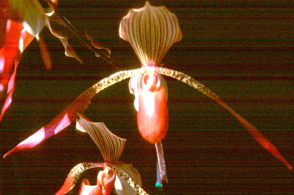 Paphiopedilum Julius - HCC/AOC