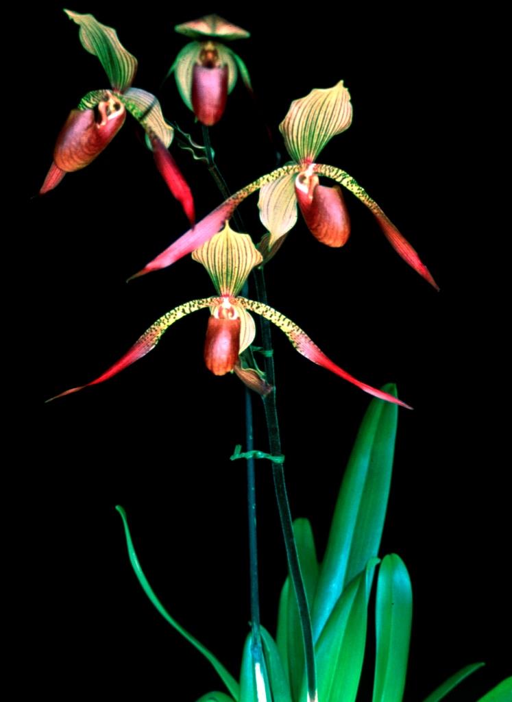 Paphiopedilum Julius - photo 2