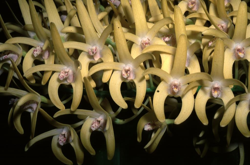 Dendrobium speciosum var. boreale - AM/AOC