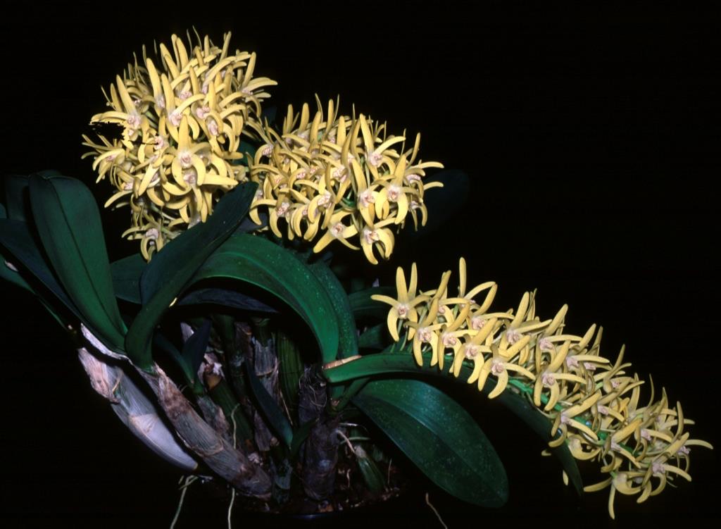 Dendrobium speciosum var. boreale - photo 2