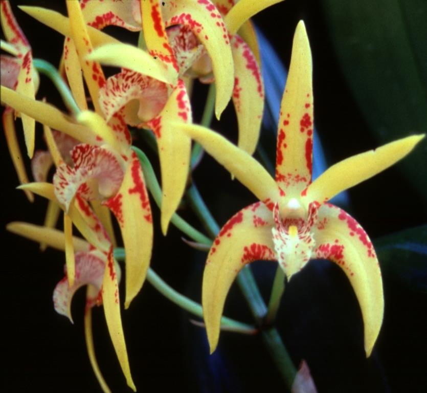 Dendrobium Avril's Gold - HCC/AOC