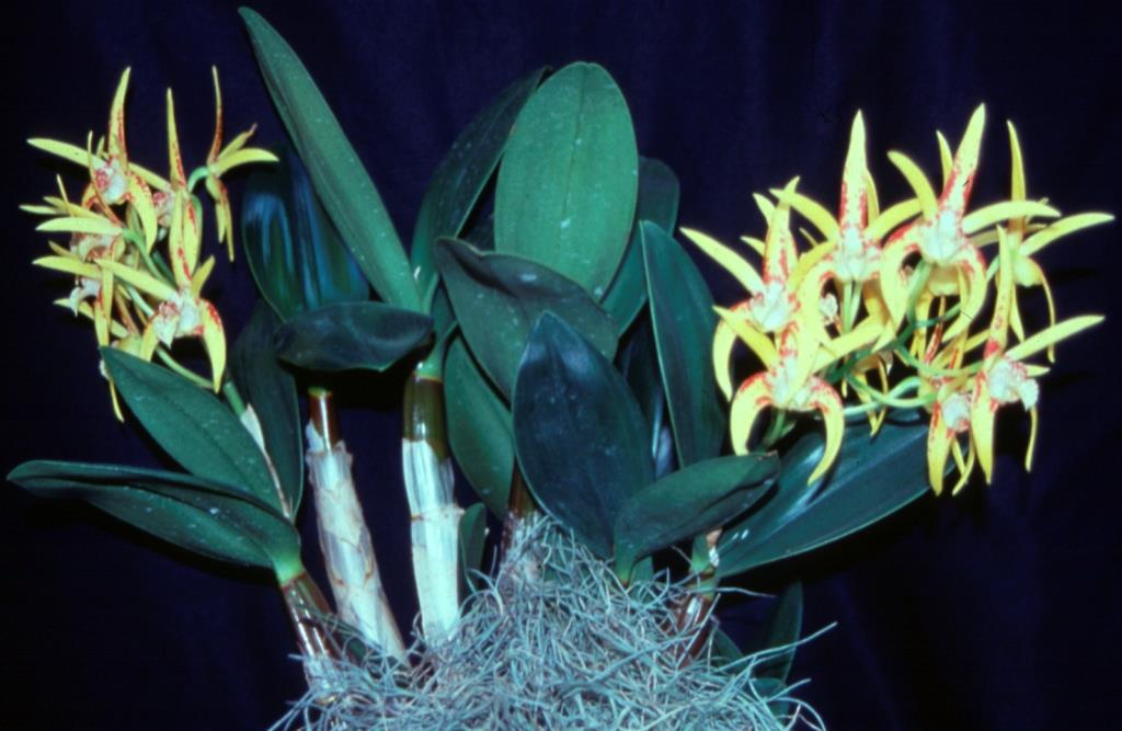 Dendrobium Avril's Gold - photo 2