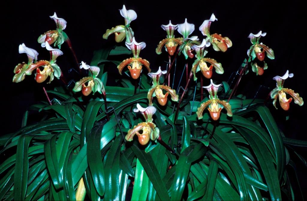 Paphiopedilum Leeanum - ACC/AOC