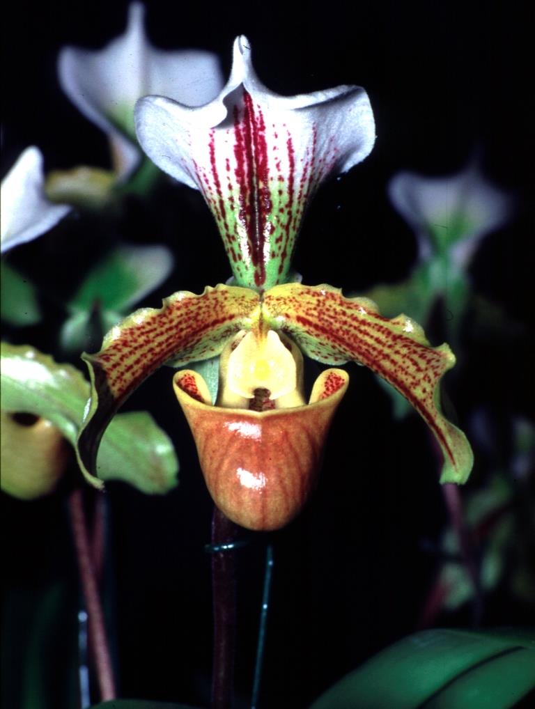 Paphiopedilum Leeanum - photo 2