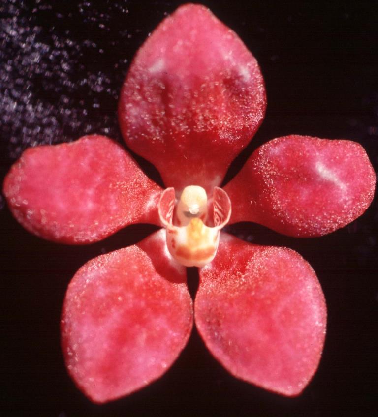 Sarcochilus Fairy - HCC/AOC