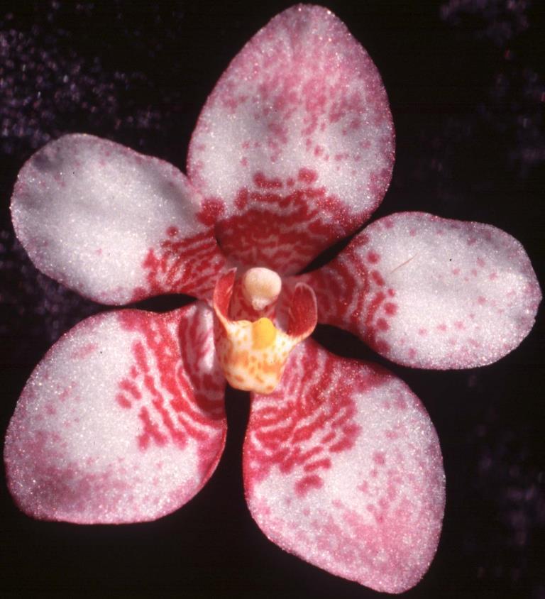 Sarcochilus Dove - AM/AOC