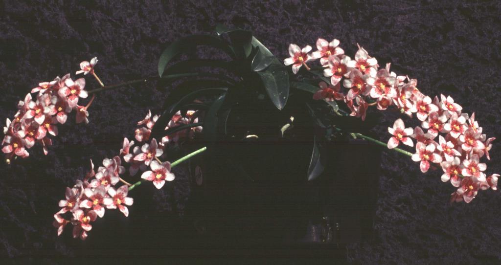 Sarcochilus Dove - photo 2