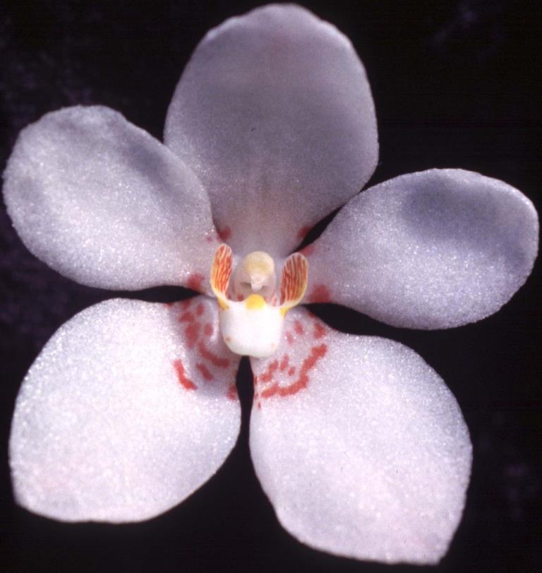 Sarco George Colthup