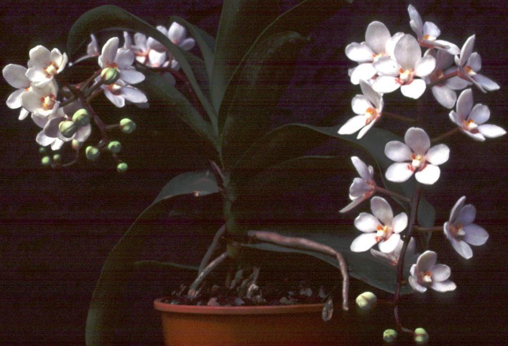 Sarcochilus George Colthup - photo 2