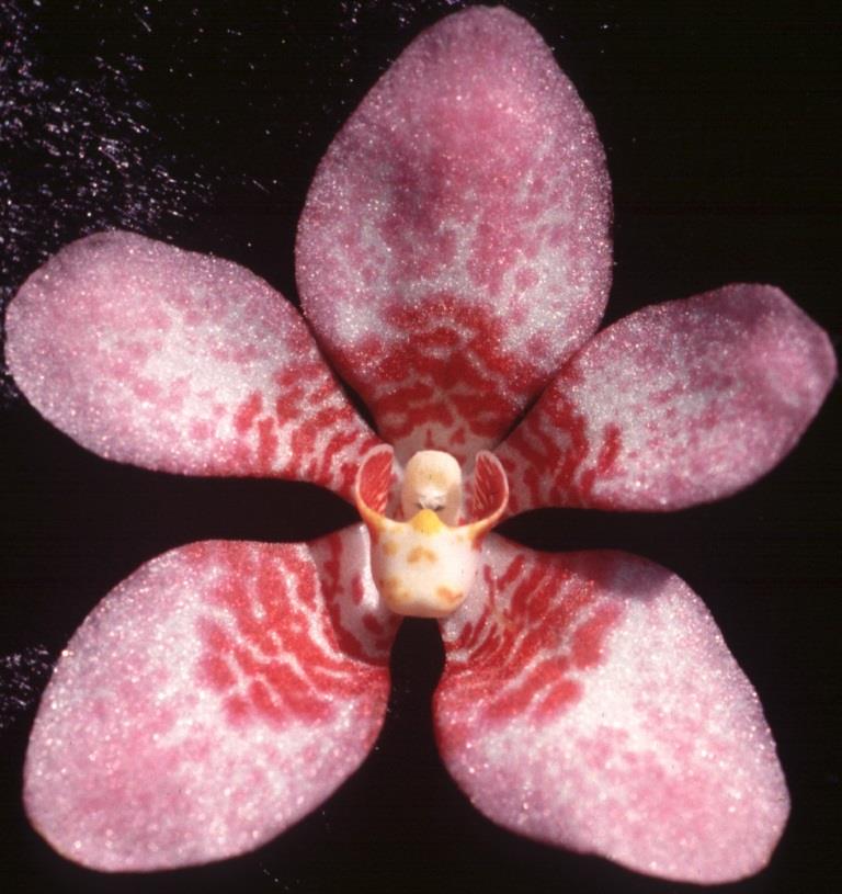 Sarcochilus Dove - HCC/AOC