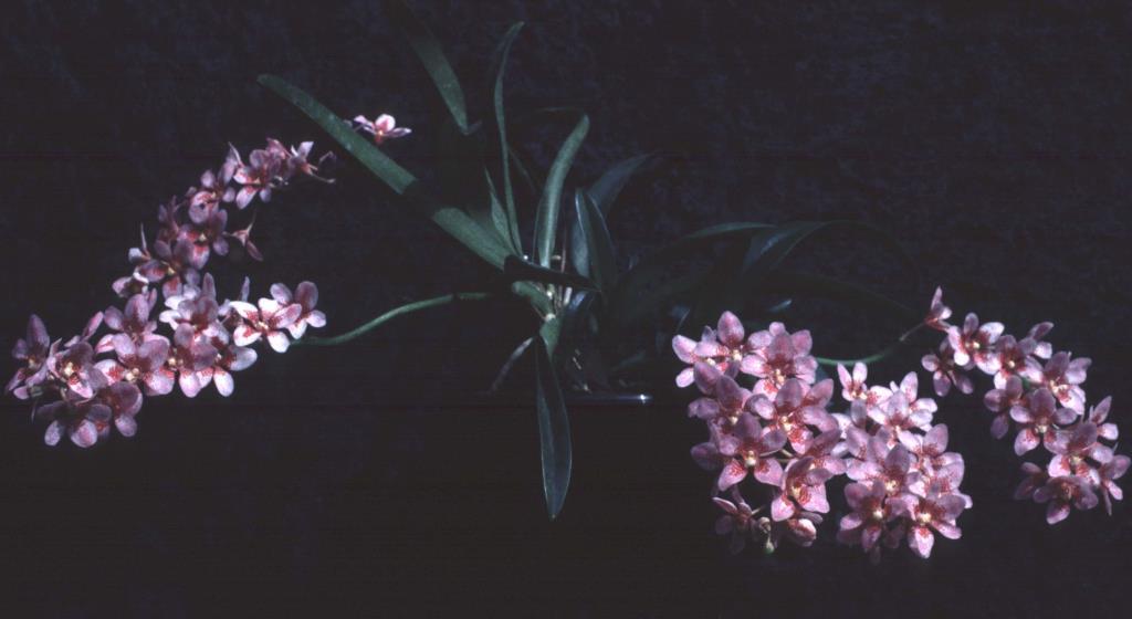 Sarcochilus Dove - photo 2