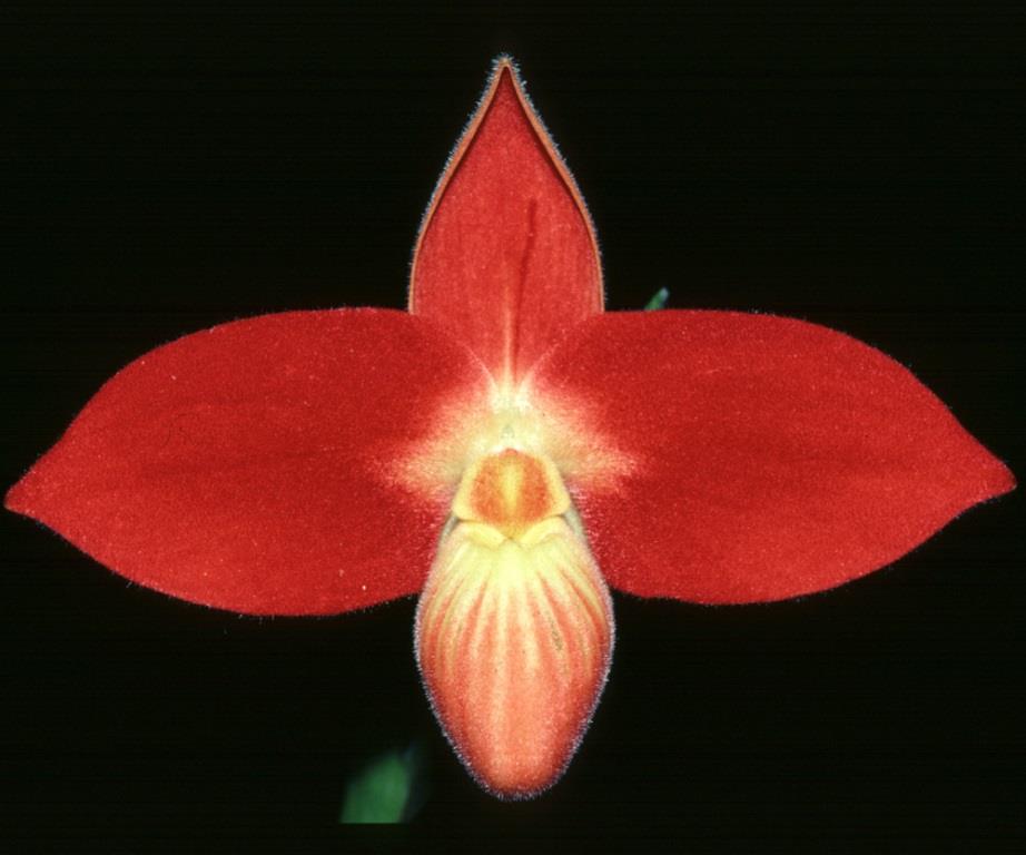 Phragmipedium besseae - AM/AOC