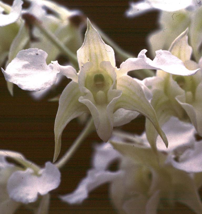 Dendrobium forbesii - HCC/AOC