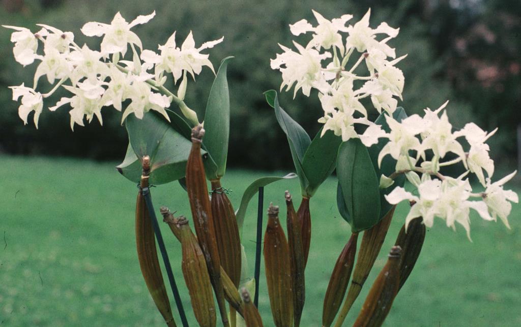 Dendrobium forbesii - photo 2