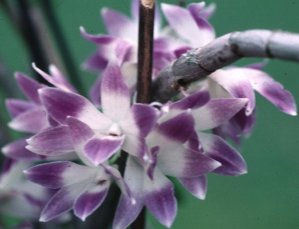 Dendrobium victoriae-reginae - HCC/AOC
