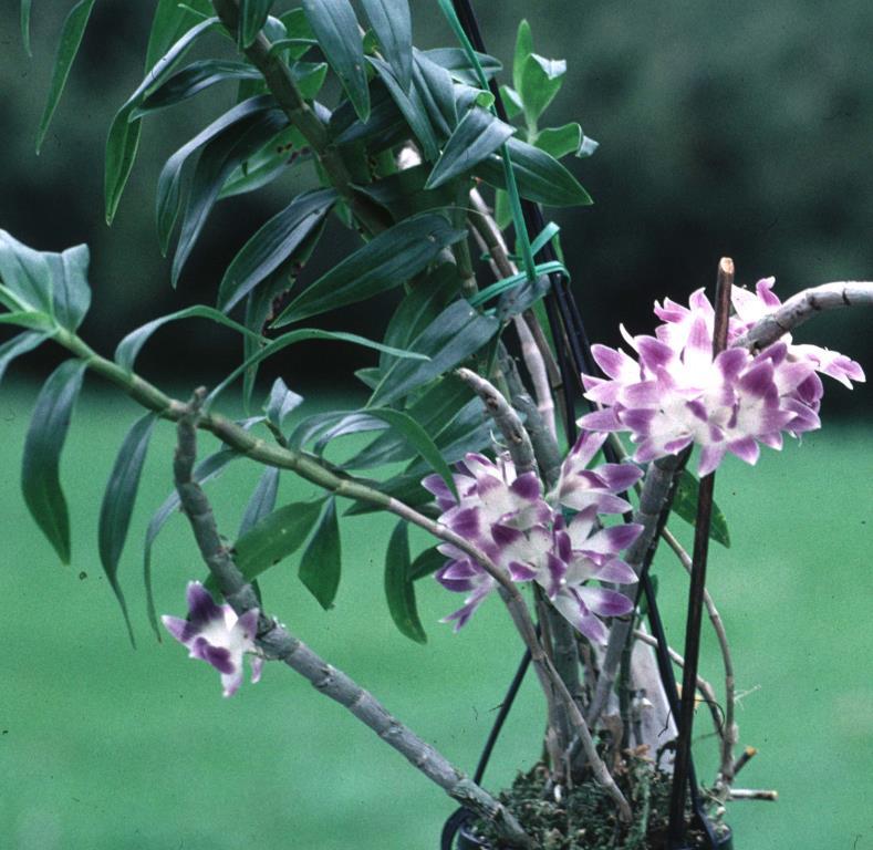 Dendrobium victoriae-reginae - photo 2