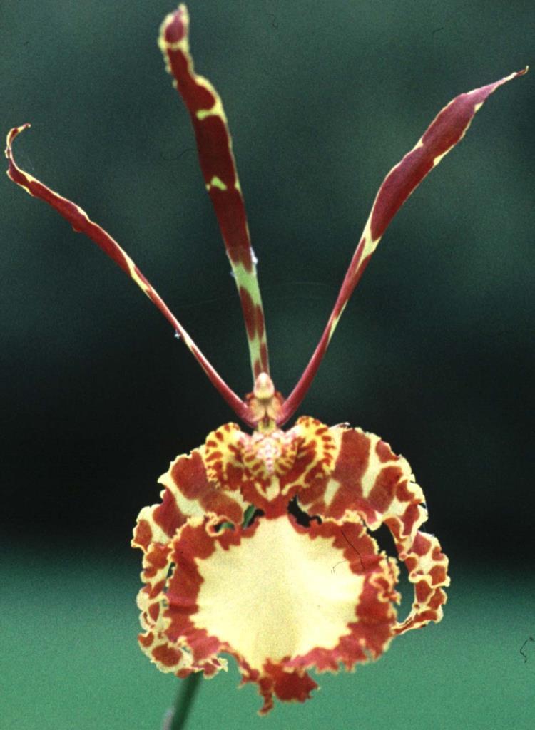 Psychopsis papilio - HCC/AOC